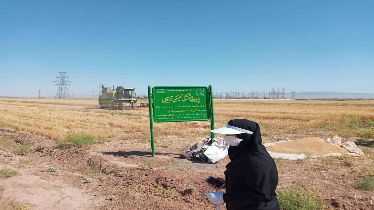 نام گذاری گندم نان آبی امین در طرح تحقیقی ترویجی تربت جام
