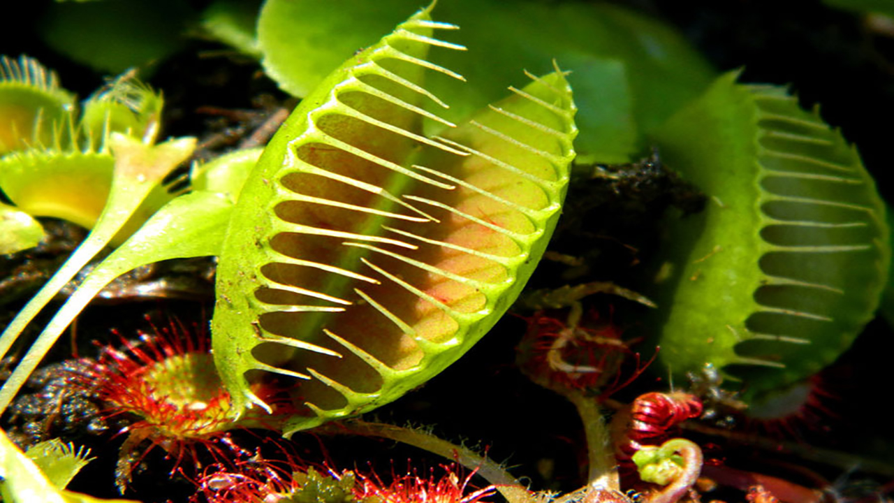 گیاه گوشت خوار