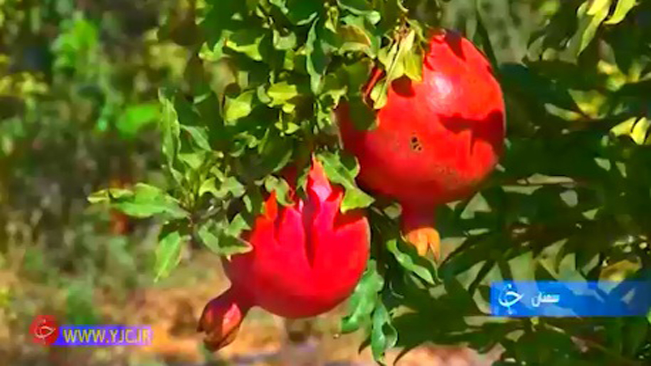 از حال خوب بزرگترین تالاب مرزی کشور تا کاه&zwnj;هایی از جنس کامپوزیت +فیلم