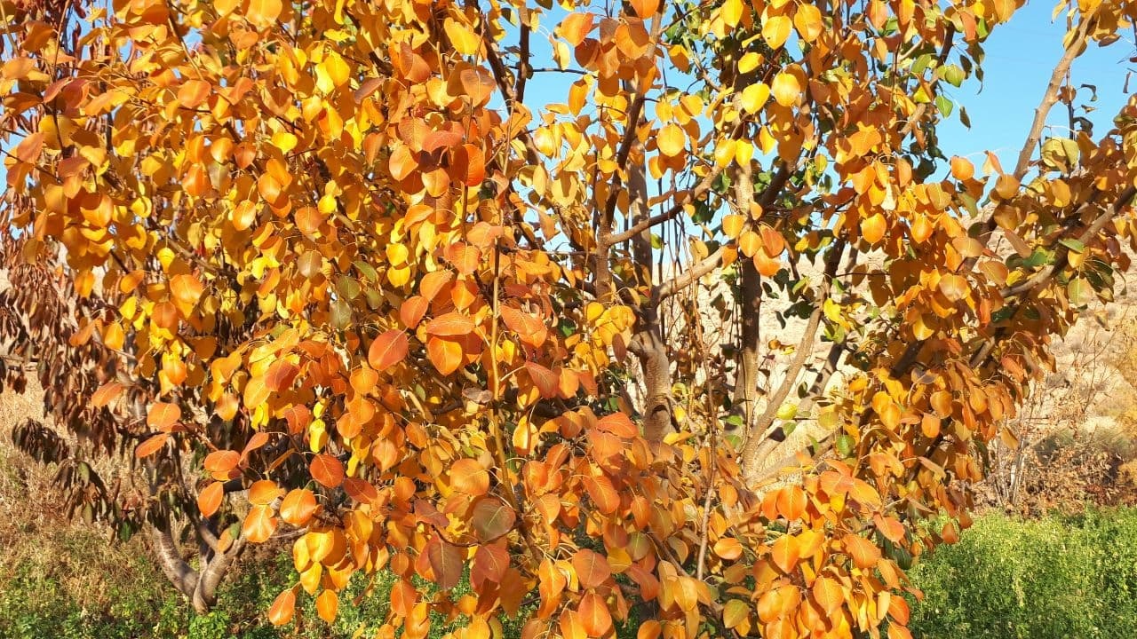 نمایی از طبیعت پاییزی در «روستای سارکانلو» + تصاویر
