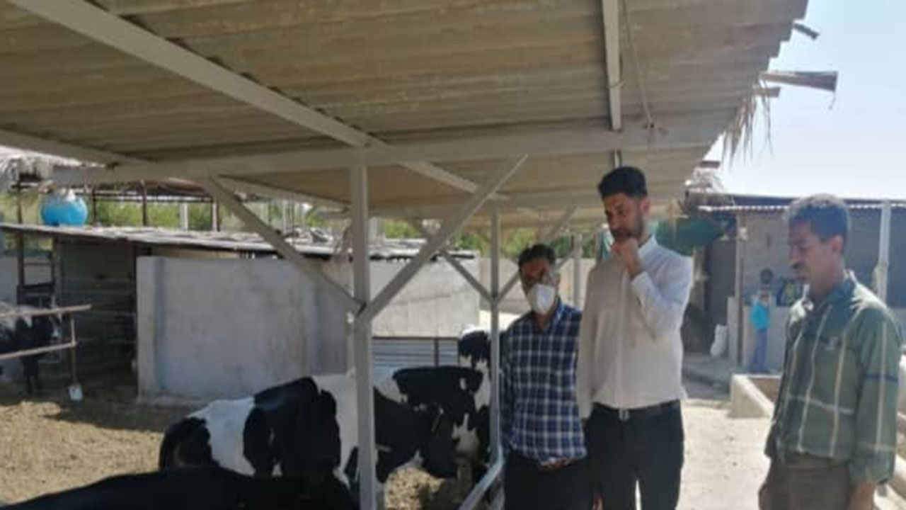 بیش از ۲۶۰ اشتغال جدید در بخش کشاورزی قیروکارزین