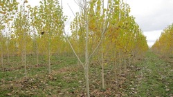طرح زراعت چوب 