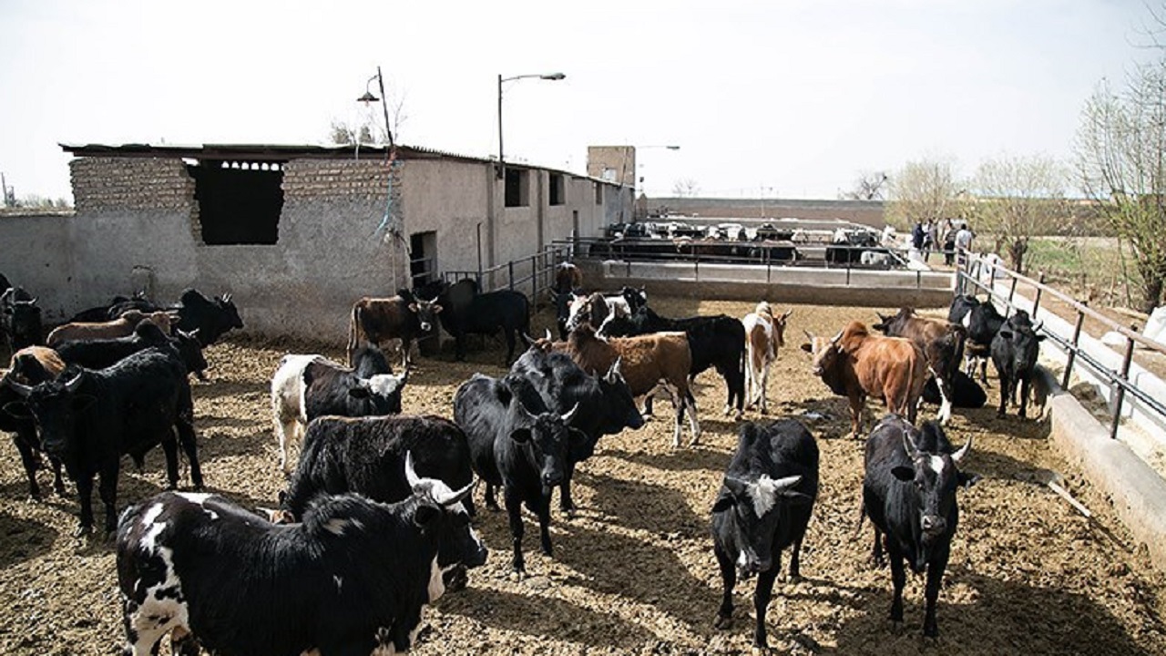 اقدامات جهاد کشاورزی تربت‌جام برای حمایت از دامداران