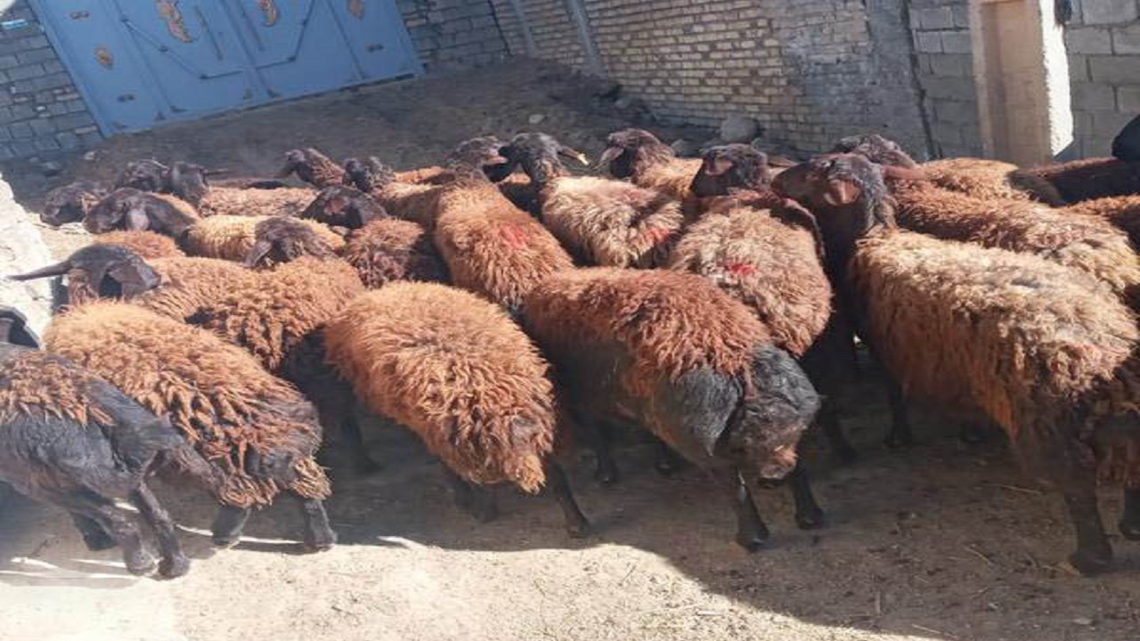 نگهداری هرگونه دام و طیور در محدوده شهر ممنوع