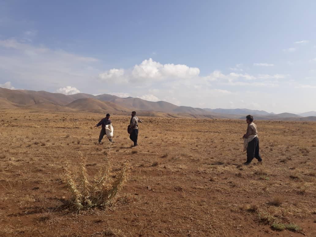 بذرپاشیِ بیش از ۶ هزار هکتار مراتع جنوب کرمان