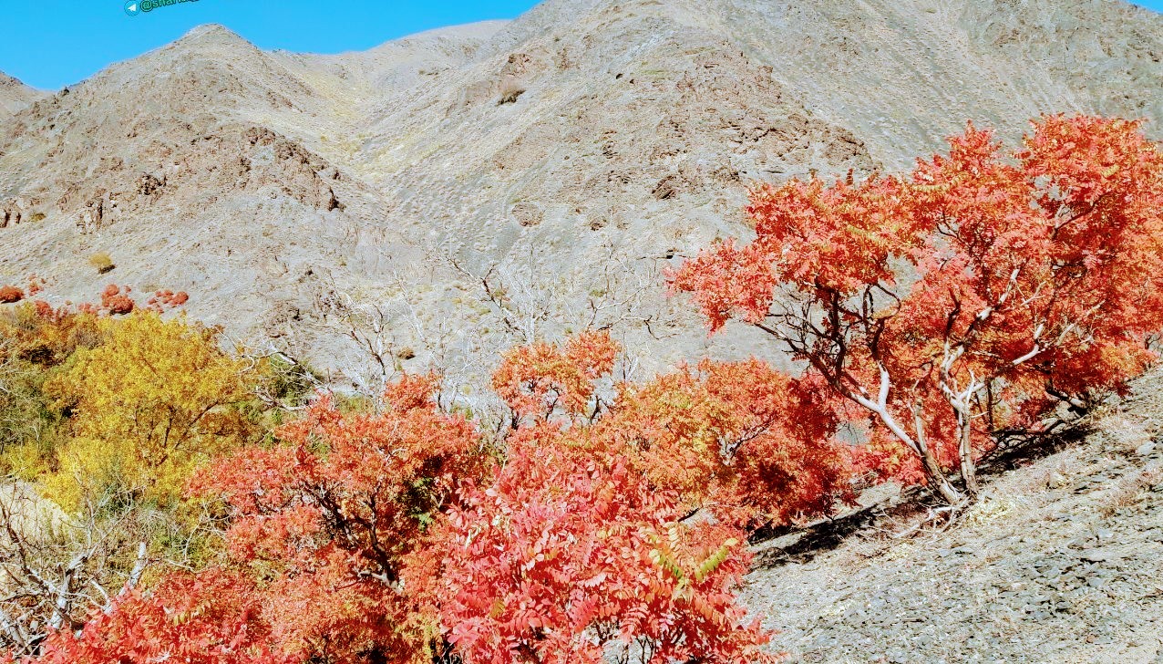 روایتی زیبا از پاییز گناباد در قاب تصویر