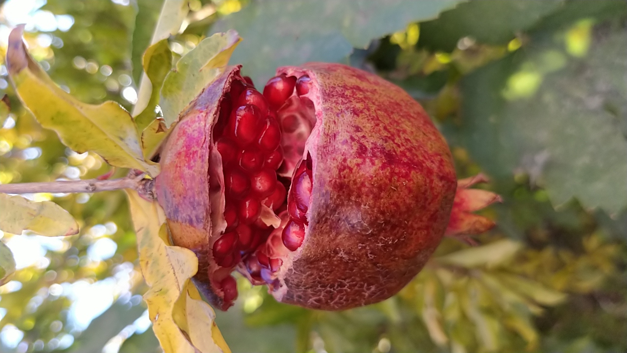روایتی زیبا از پاییز گناباد در قاب تصویر