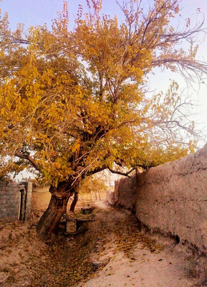 روایتی زیبا از پاییز گناباد در قاب تصویر