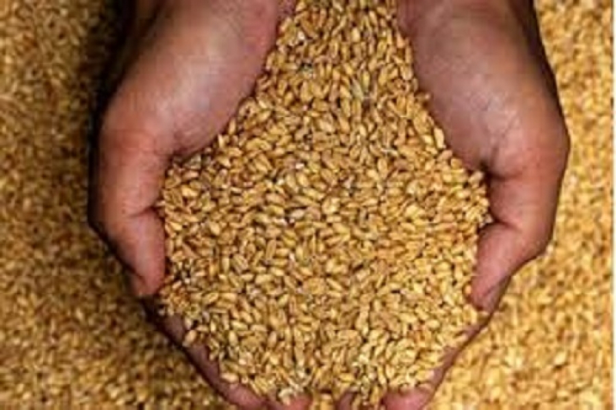 توزیع بیش از ۲۳۰۰ تن بذر گندم ببن کشاورزان ارزوییه‌ای