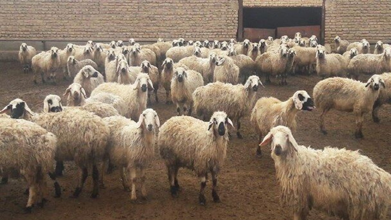 موفقیت اجرای طرح حفظ بانک ژنتیکی دام‌های سبک بومی استان سمنان