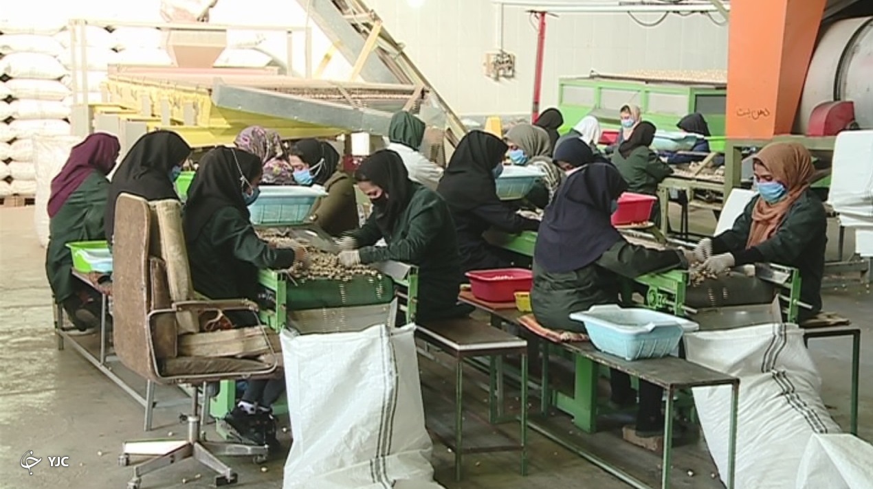 کارگزان کارخانه پسته پاک کنی زرندیه صادرات پرسود ارمغان سفره کویر