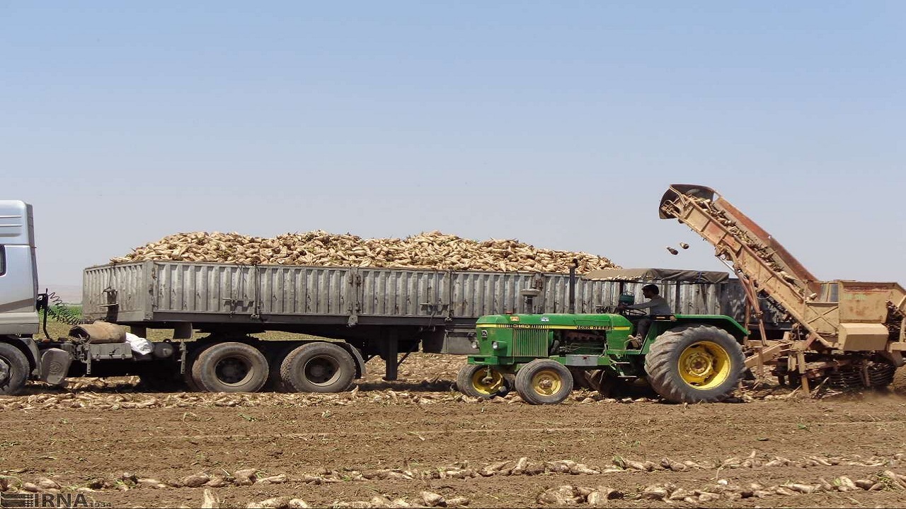 پرداخت بیش از ۷۲ درصد از مطالبات چغندرکاران آذربایجان غربی