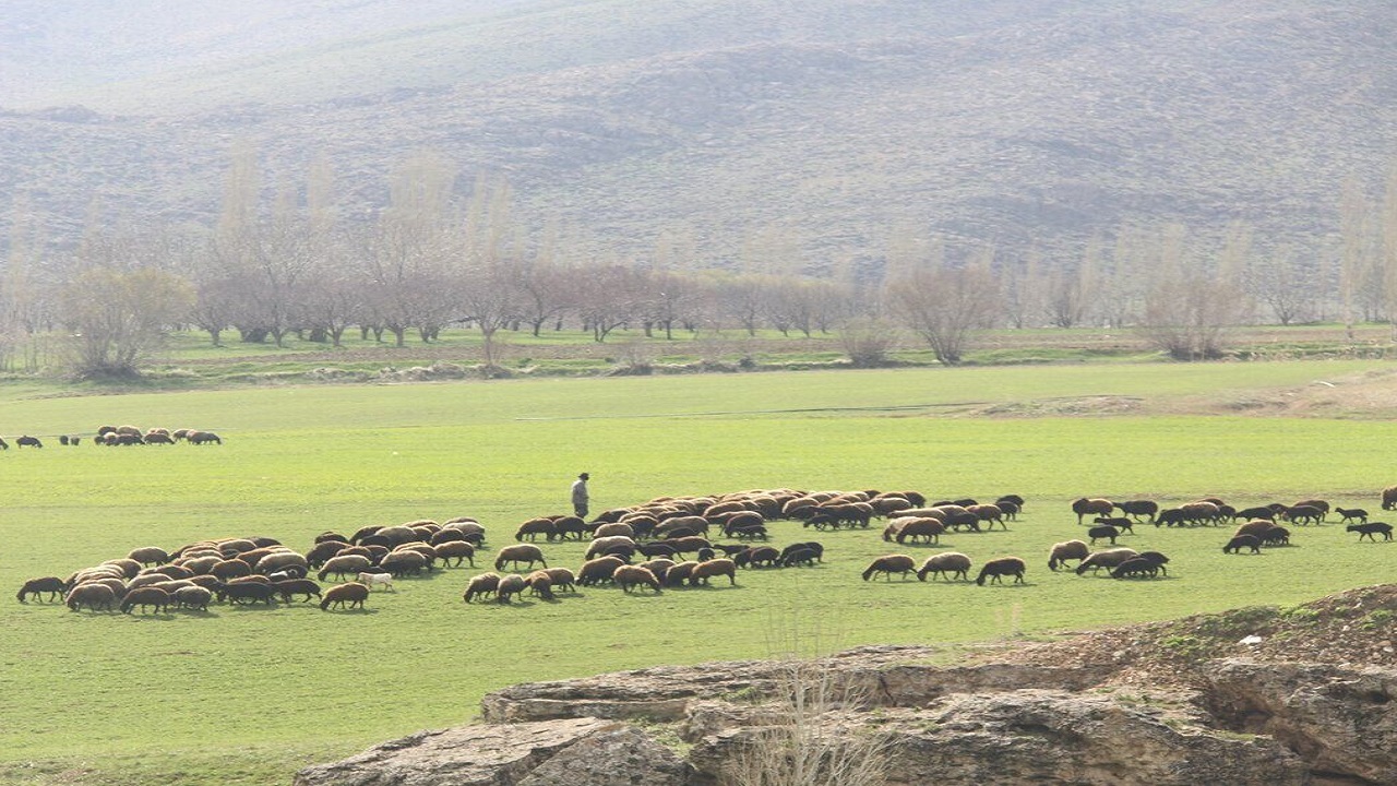 قاچاق دام در استان اصفهان نداریم