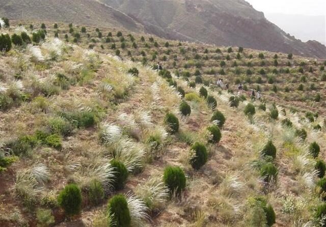 پیشرفت ۸۰ درصدی طرح های بیولوژیکی منابع طبیعی استان همدان