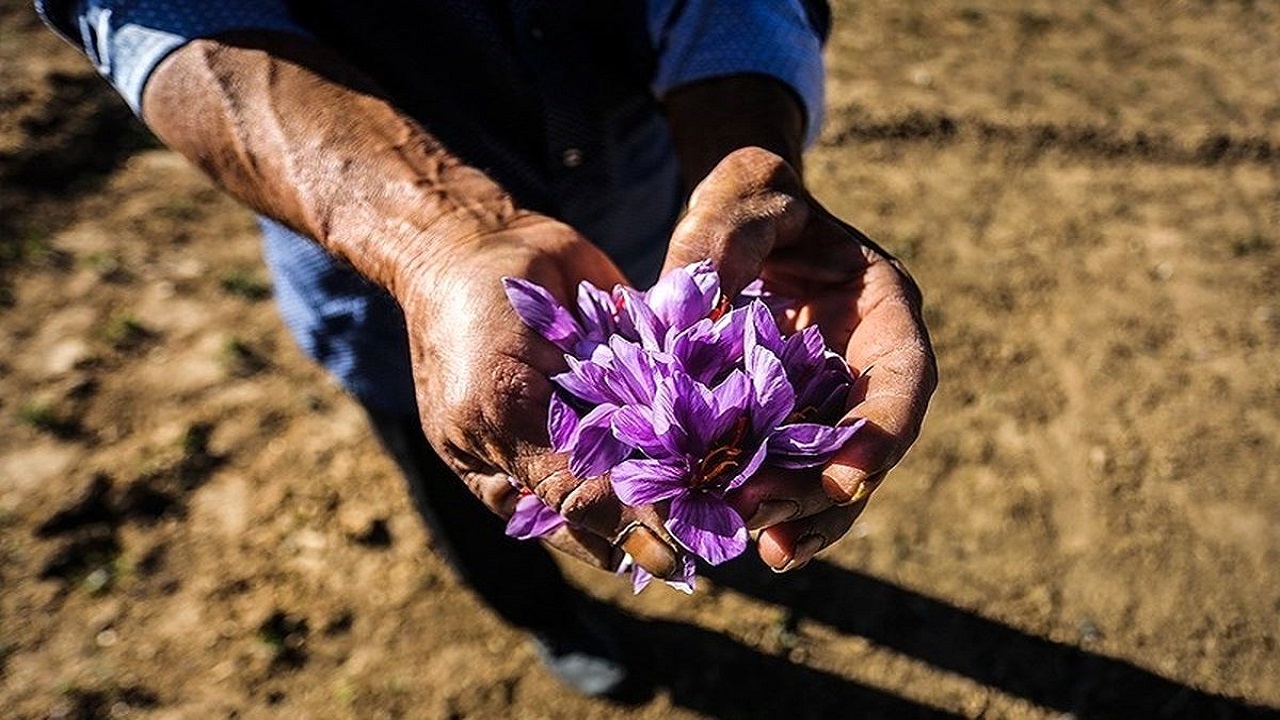 اقدام اعتراضی زعفران کاران تایبادی