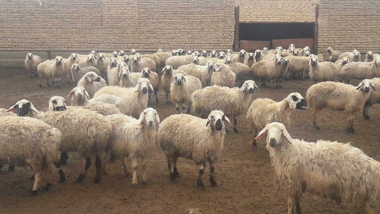 کشف دهها میلیاردی احشام قاچاق در مرز‌های آذربایجان غربی