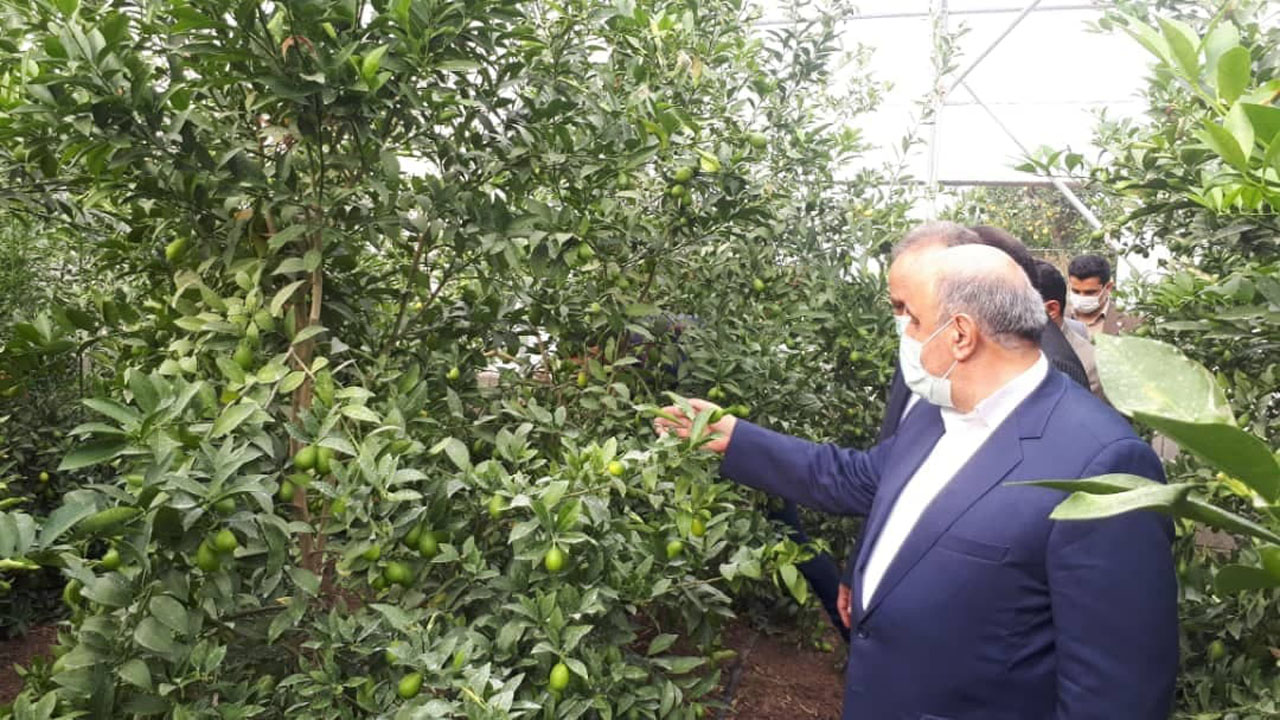 تحویل پروانه تاسیس ۸۰ واحد گلخانه لیموترش در قائمشهر