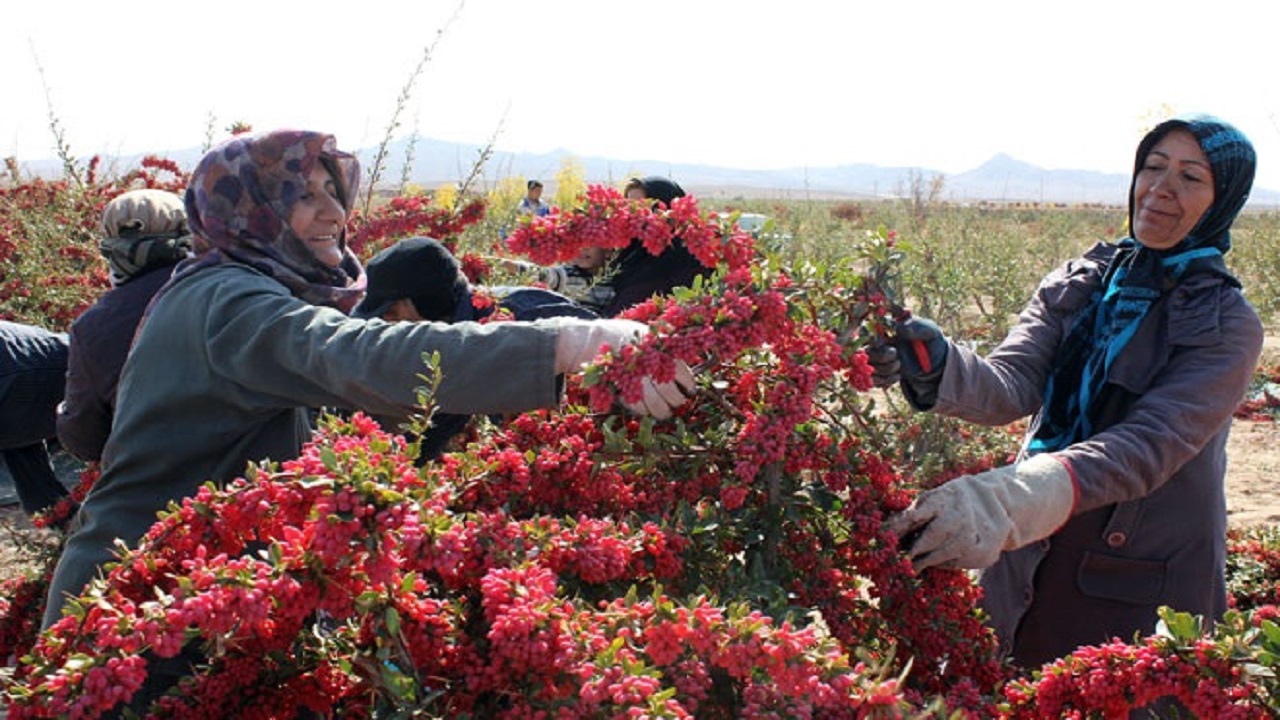 خریداری ۲۷۰ تن زرشک پارسالی از کشاورزان
