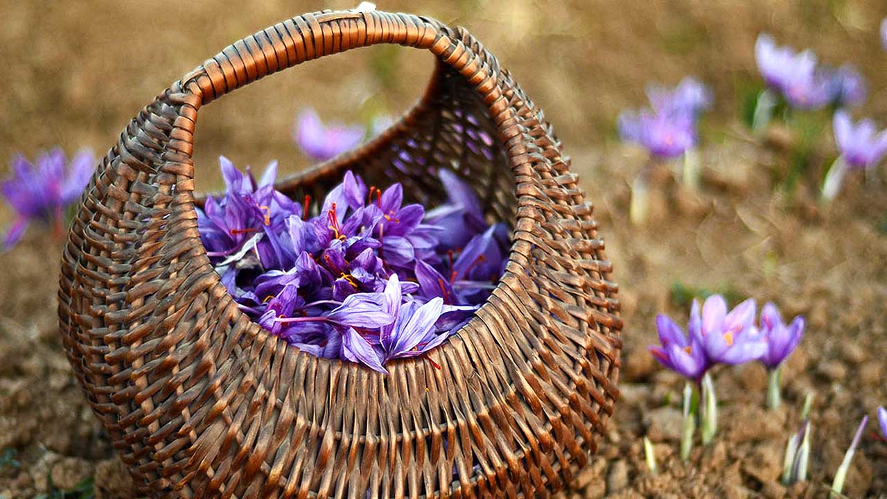 روز‌های پرکار زعفران‌کاران در خراسان‌جنوبی/ پاسخ مسئولان به نحوه خرید حمایتی طلای سرخ‌