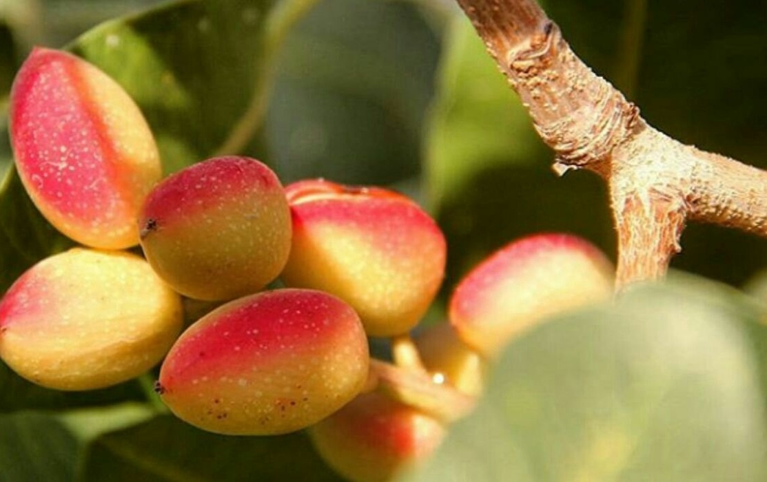 دسترنج پسته کاران در دل کویر خراسان رضوی
