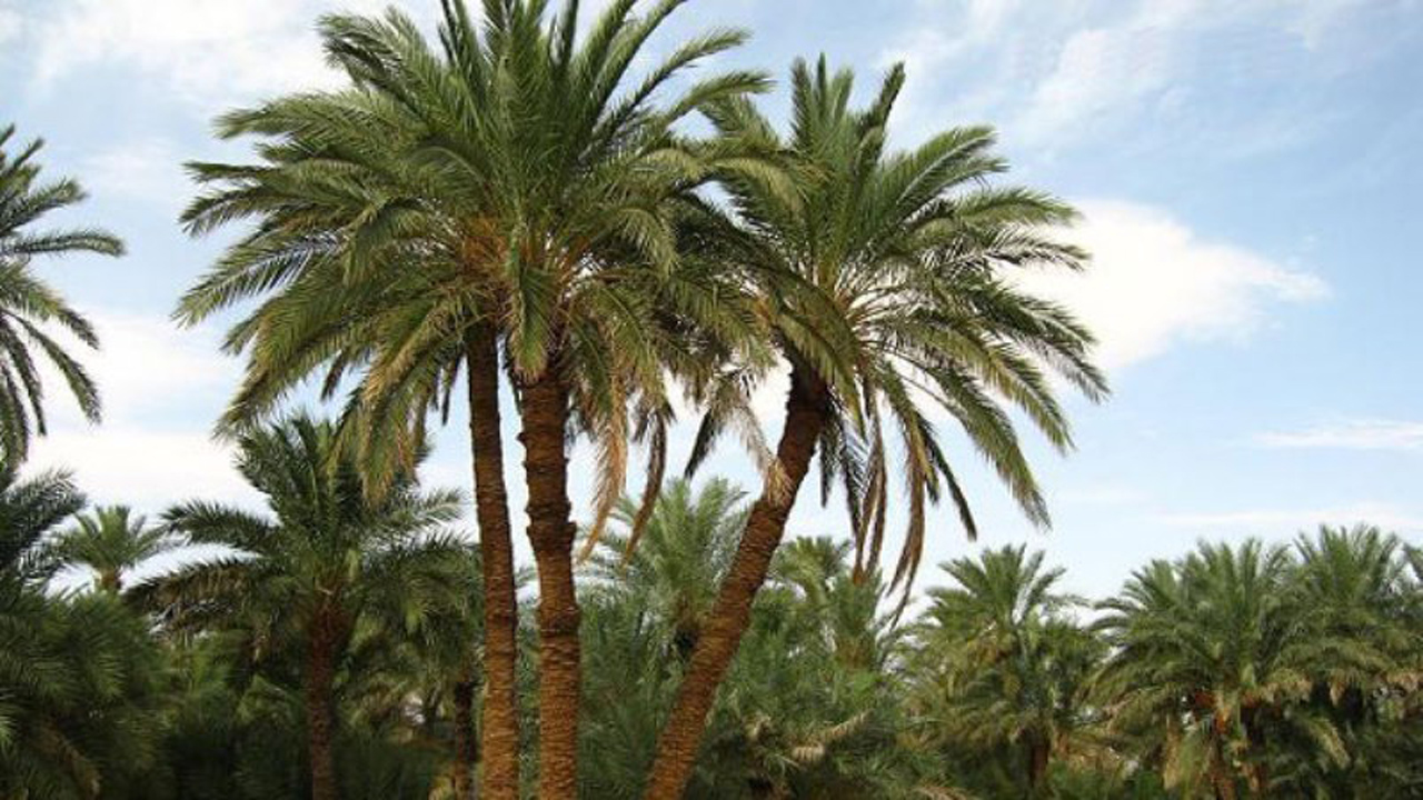 بیماری «بدشکلی درختان خرما» چیست؟