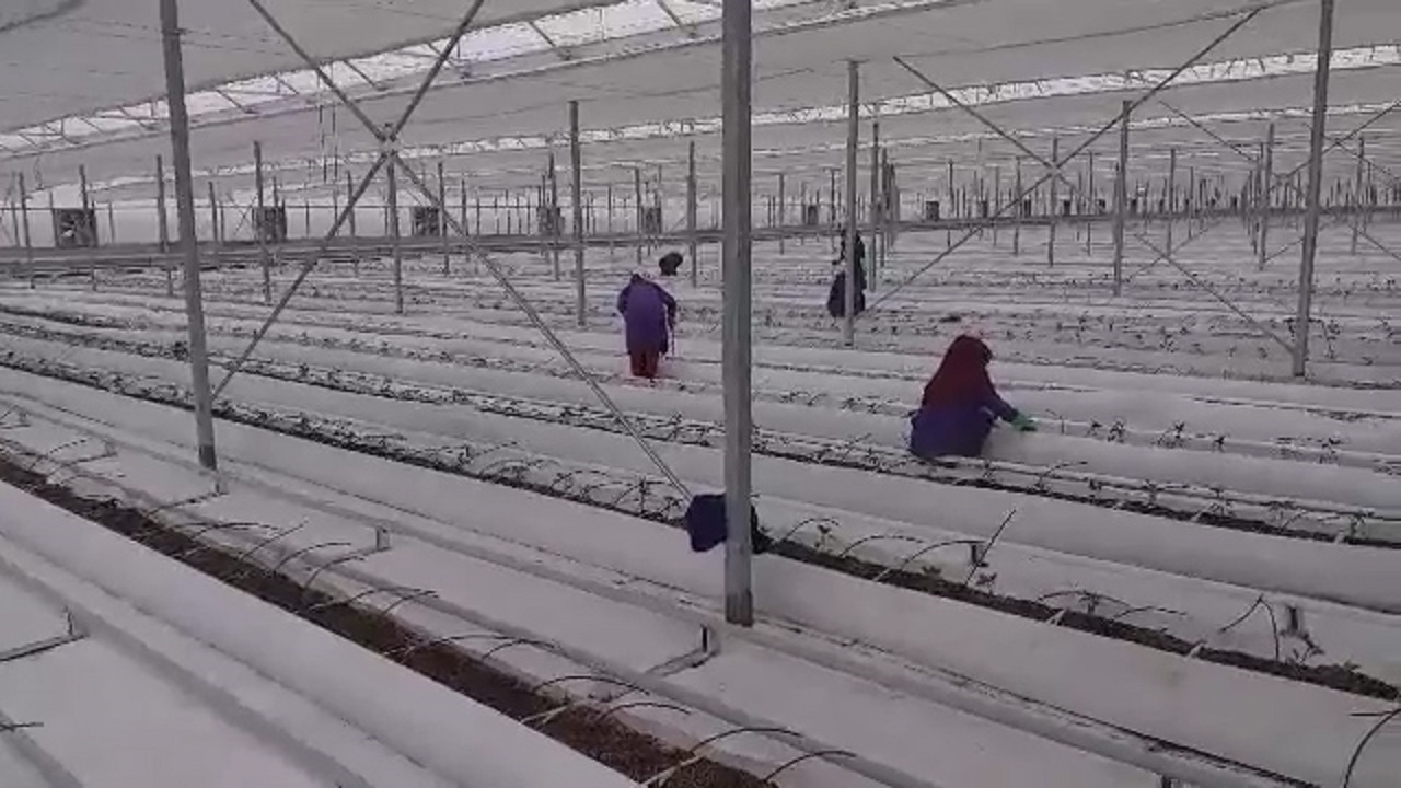 آغاز کشت فلفل دلمه‌ای در نهاوند + فیلم