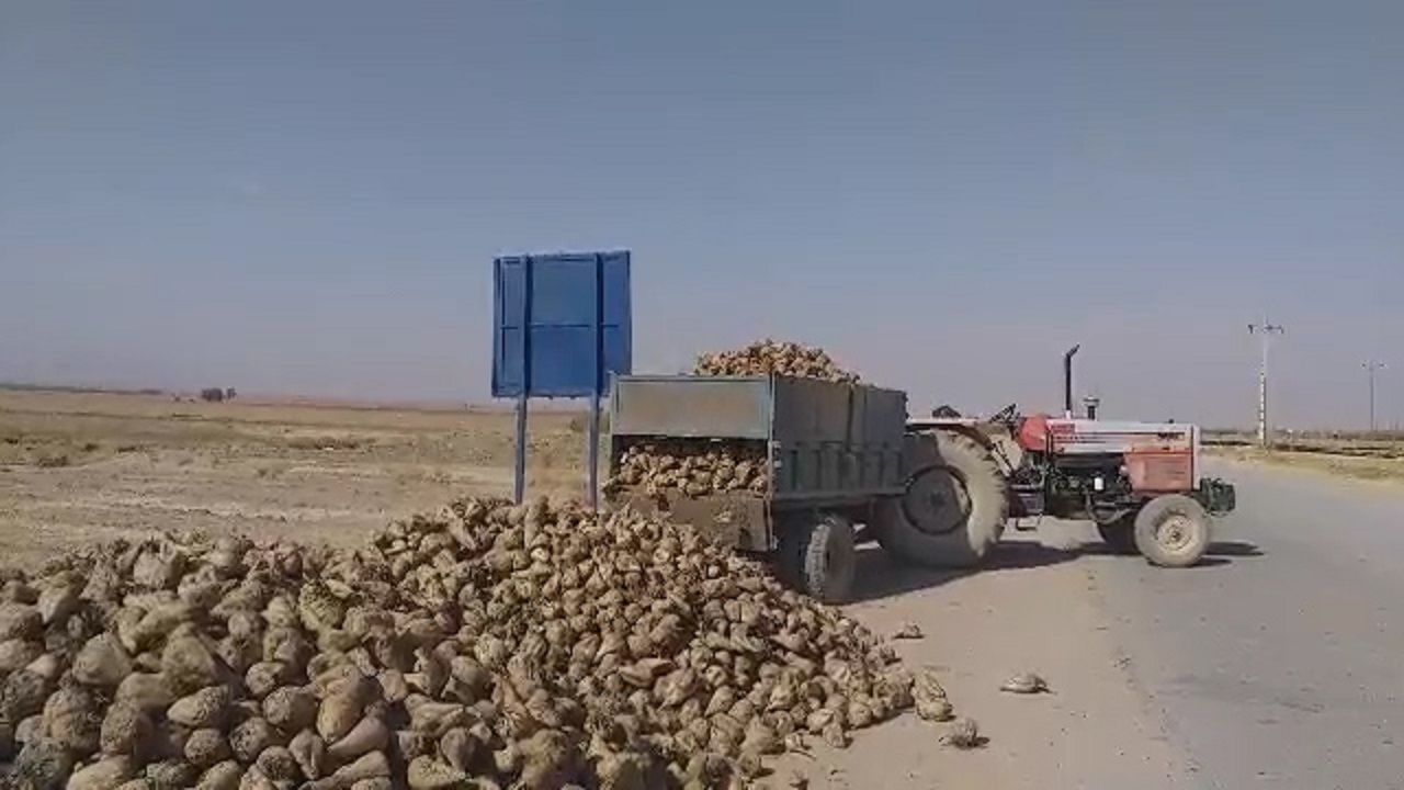 برداشت چغندر قند از مزارع کشاورزی شهرستان نهاوند