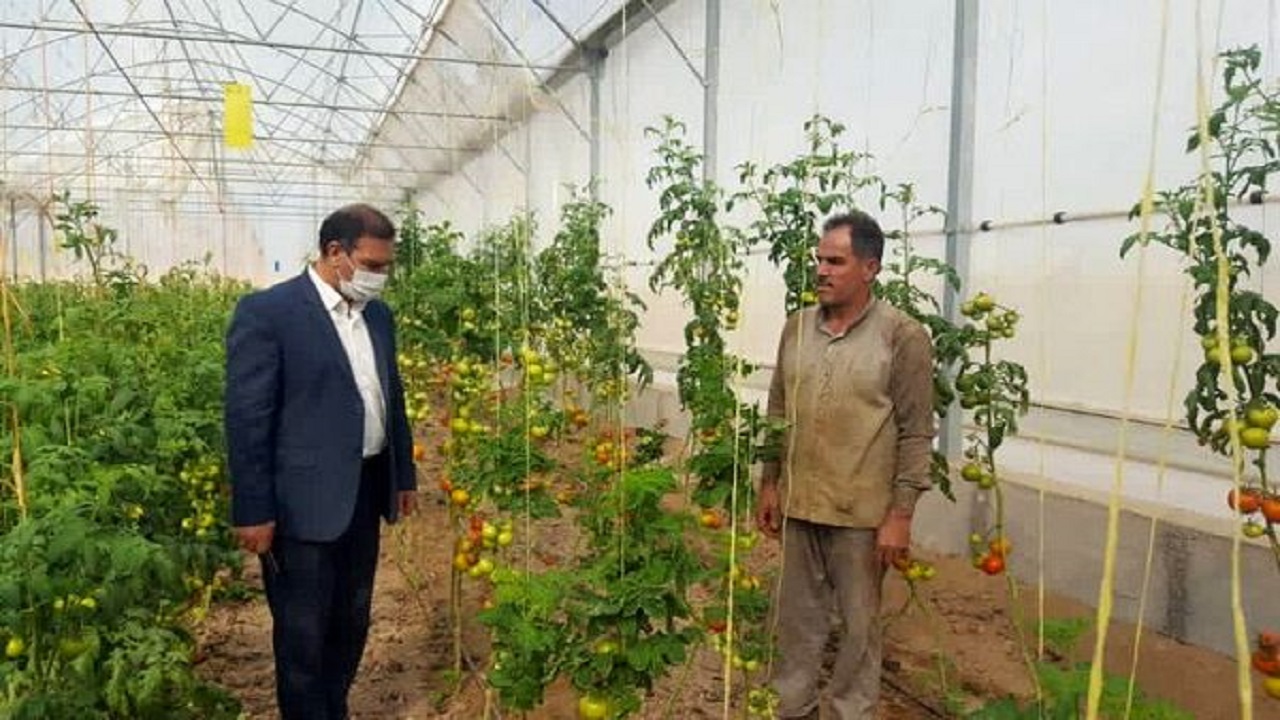 بهره برداری از یک واحد گلخانه مکانیزه تولید صیفی‌جات در راوند کاشان