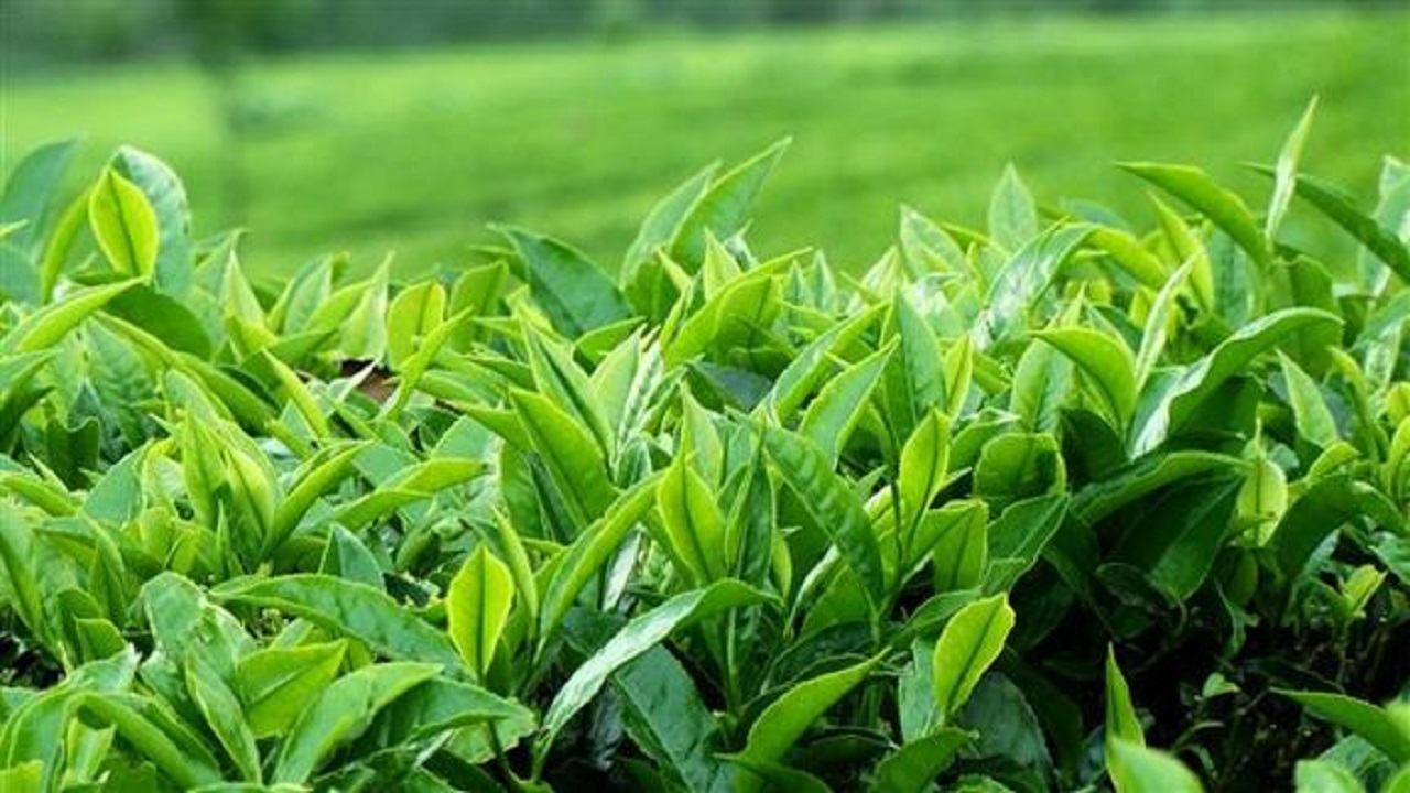 ۹ میلیارد تومان از مطالبات چایکاران شمال واریز شد