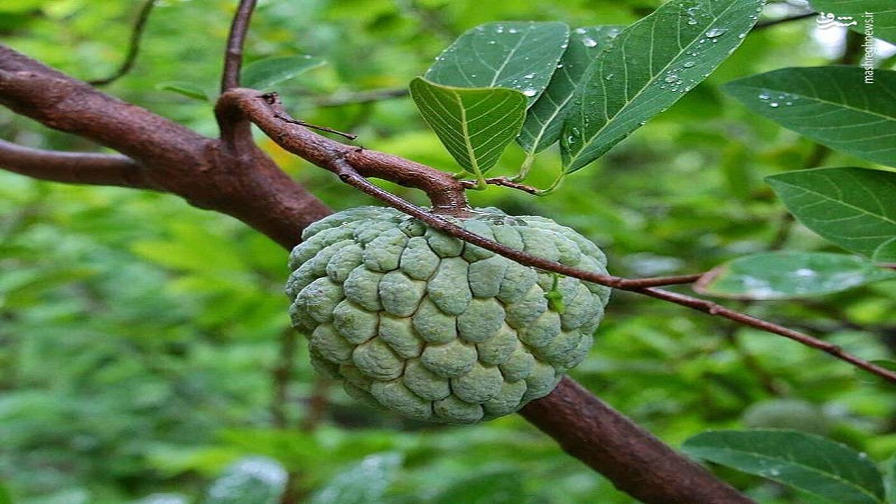 میوه های خاص 
