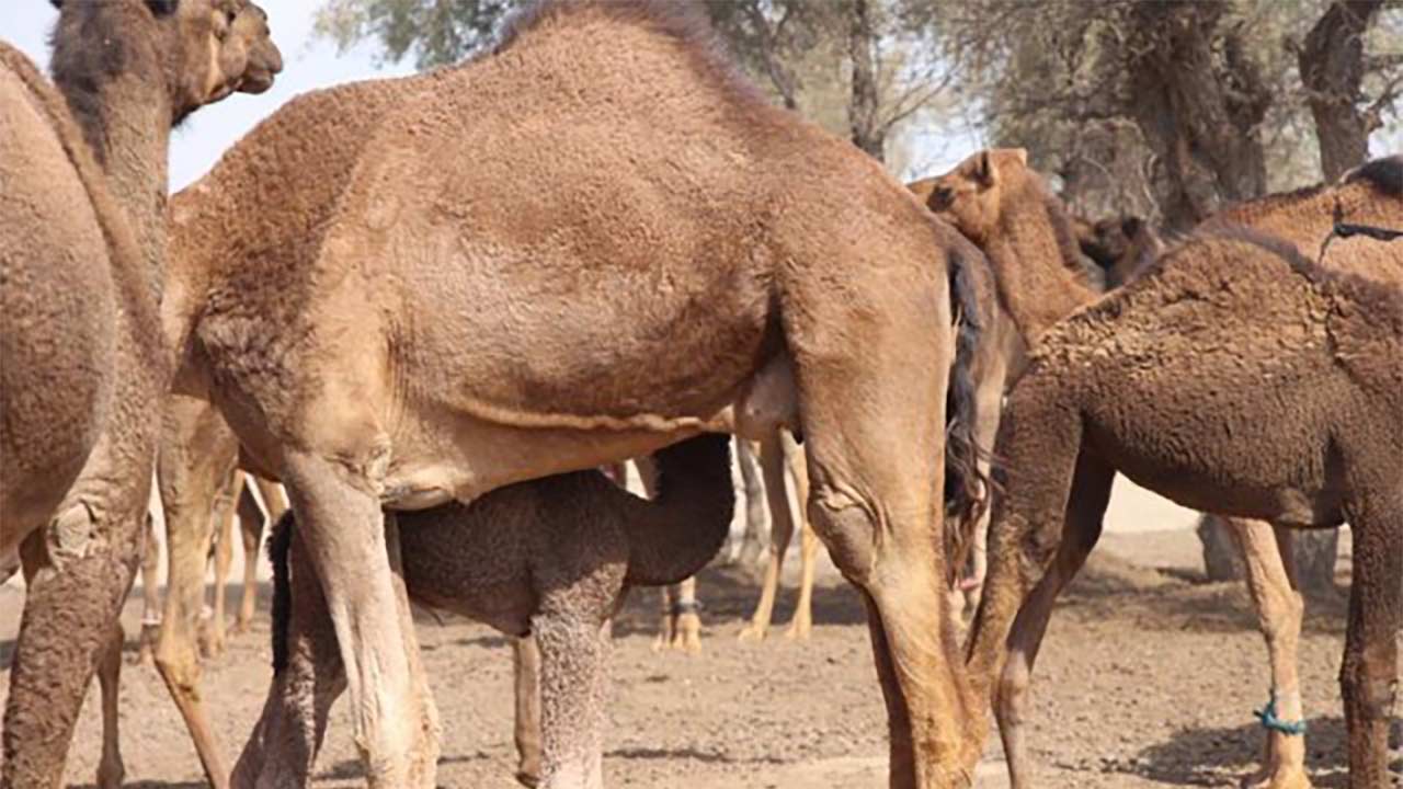 آموزش قوانین راهنمایی و رانندگی به موتورسوار توسط یک شتر! + فیلم