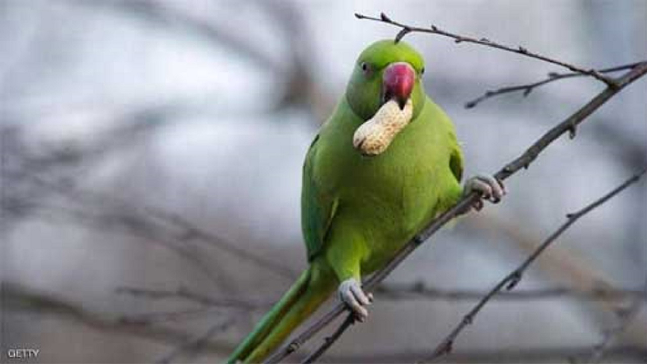 طوطی که صاحبش را از مرگ حتمی نجات داد