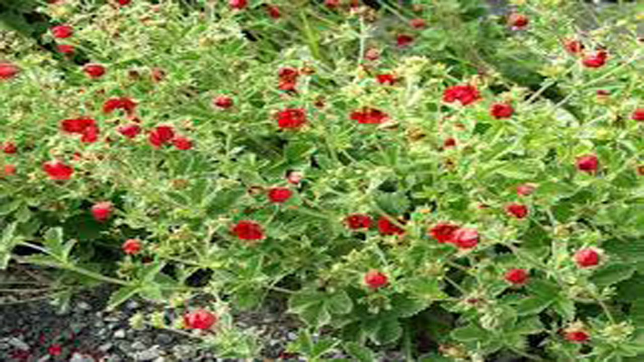 آغاز کاشت گیاهان دارویی در اراضی مرتعی سپیدان