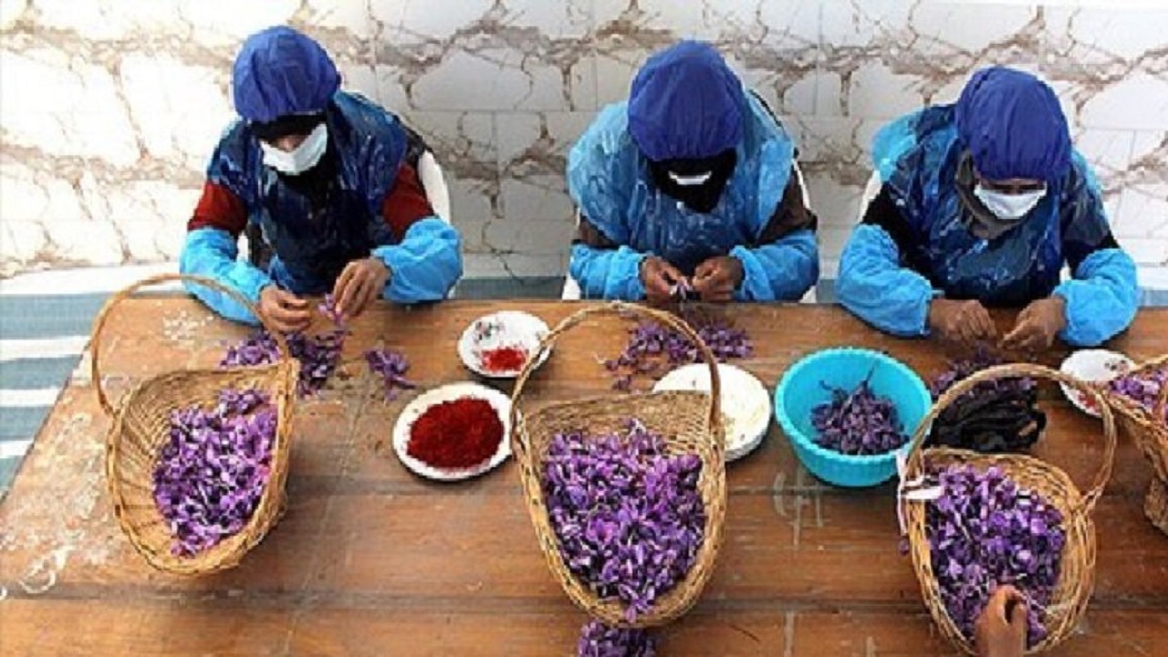 دستور العمل های بهداشتی در پاک کردن زعفران رعایت می شود