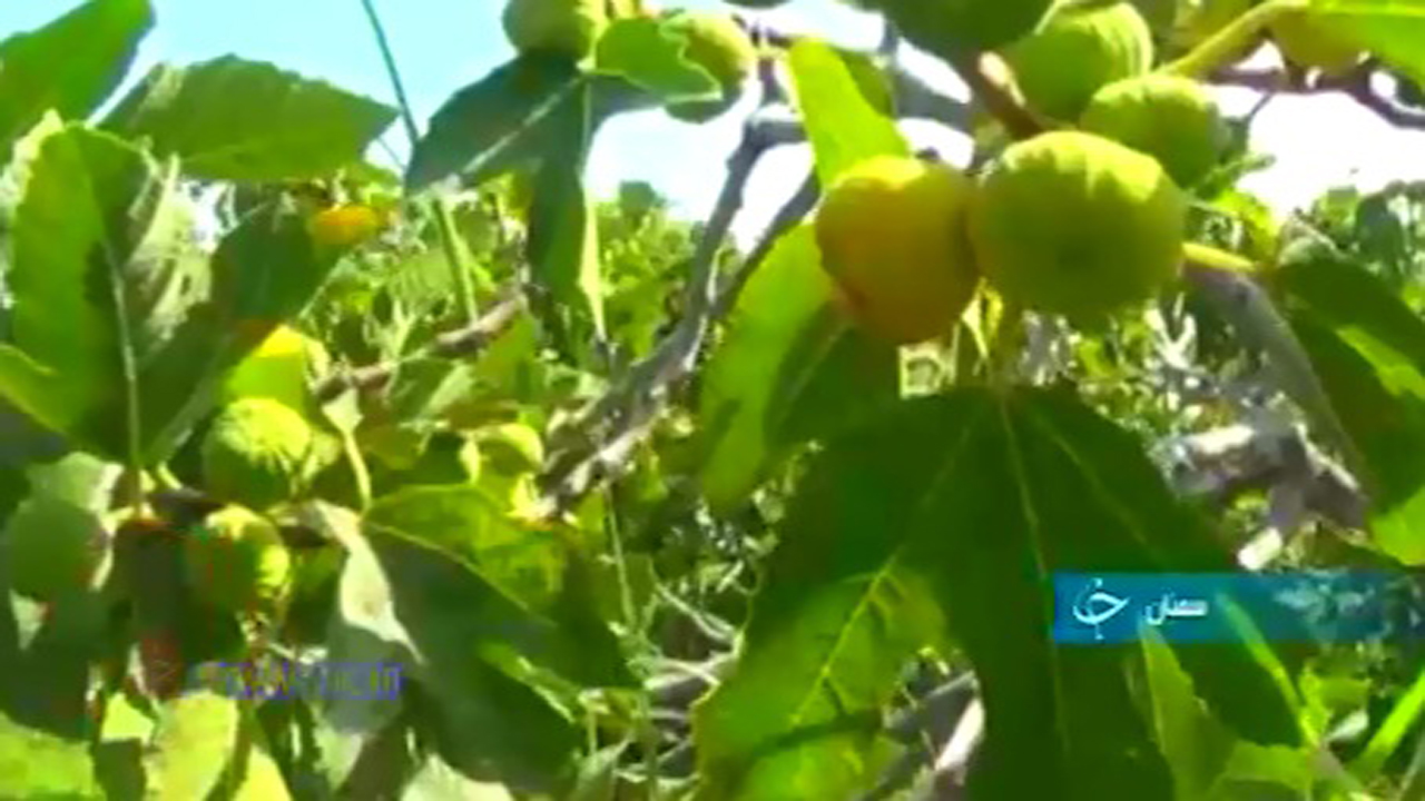 انجیر، گونه‌ای مقاوم و سازگار با شرایط اقلیمی در مناطق کویری+فیلم