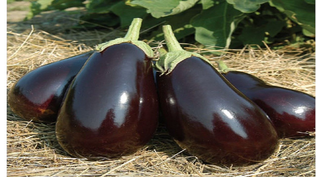 کاهش کشت بادمجان در ابرکوه