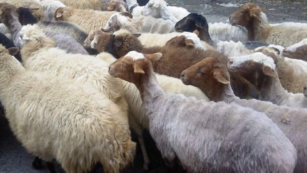 کشف ۱۳۸ راس دام قاچاق در نوار مرزی