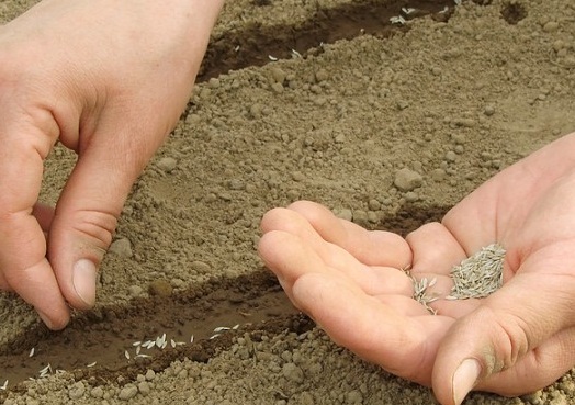 آغاز بذرکاری ۸۰ هکتاری گیاهان دارویی در مراتع روستای ترخین آباد شهرستان اسدآباد