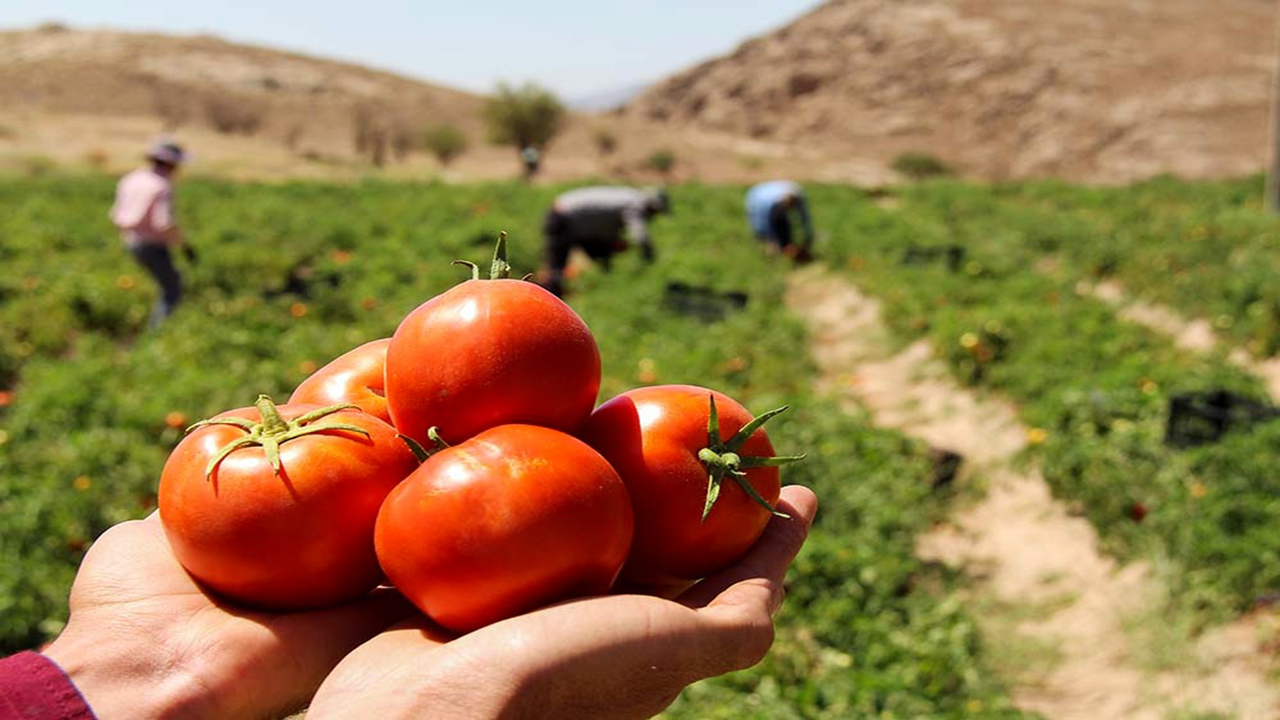 قیمت سبد گوجه فرنگی در بازار پنج برابر شده!/ چیزی عاید گوجه‌کاران بوشهری نمی‌شود