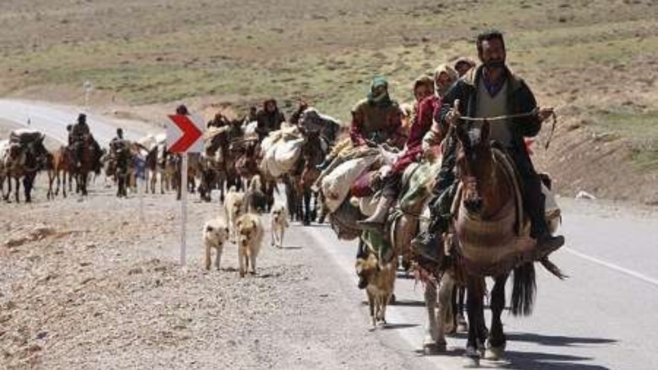رانندگان و گله داران در فصل کوچ مراقب باشند/لزوم جابجایی دام‌ها با وسیله نقلیه مناسب