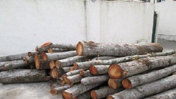 کشف یک تن چوب جنگلی