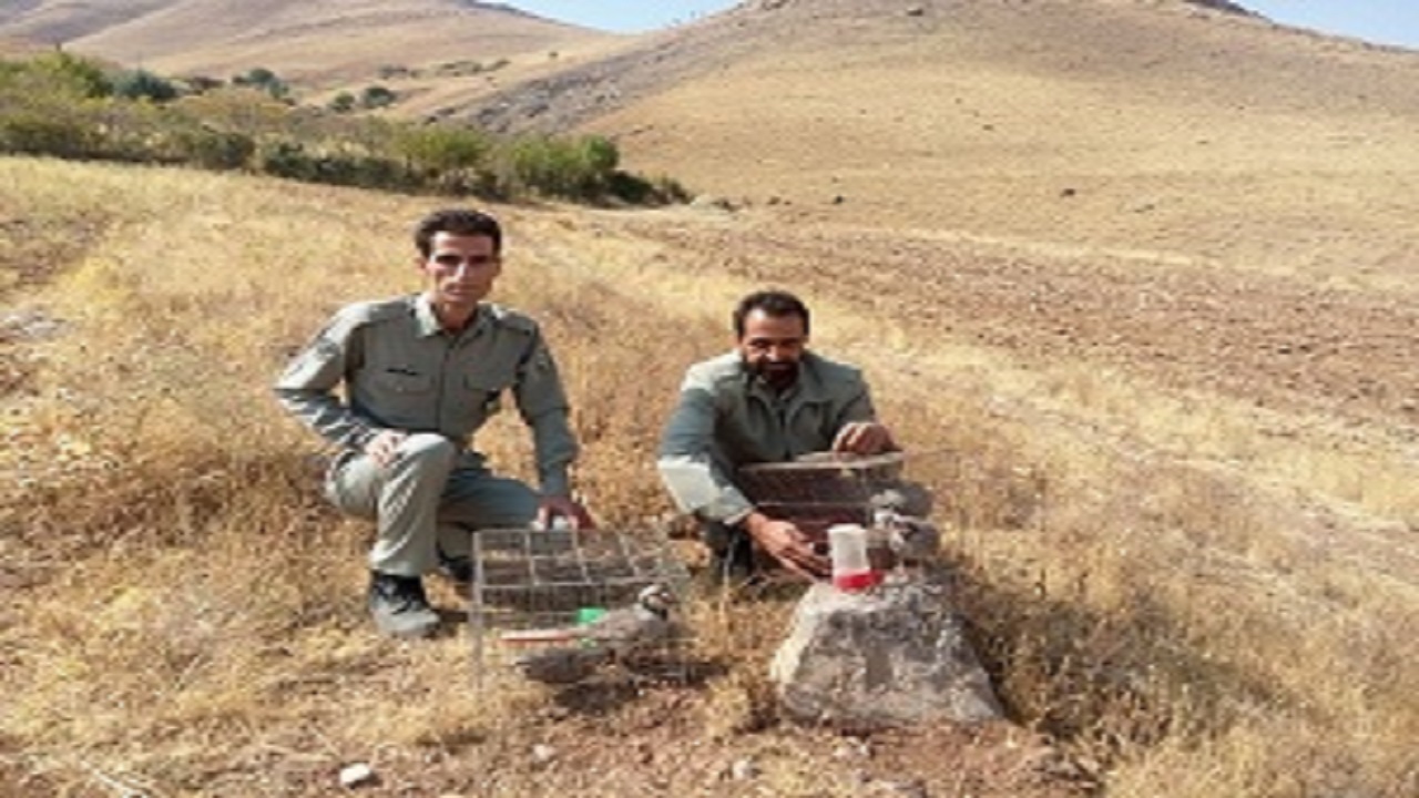 مجوزی برای شکار پرندگان در کرمانشاه صادر نمی‌شود