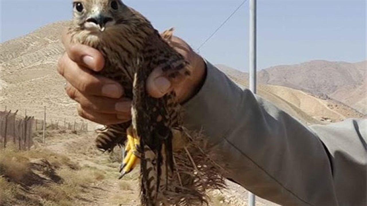 کشف دو بهله پرنده شکاری دلیجه در مهر