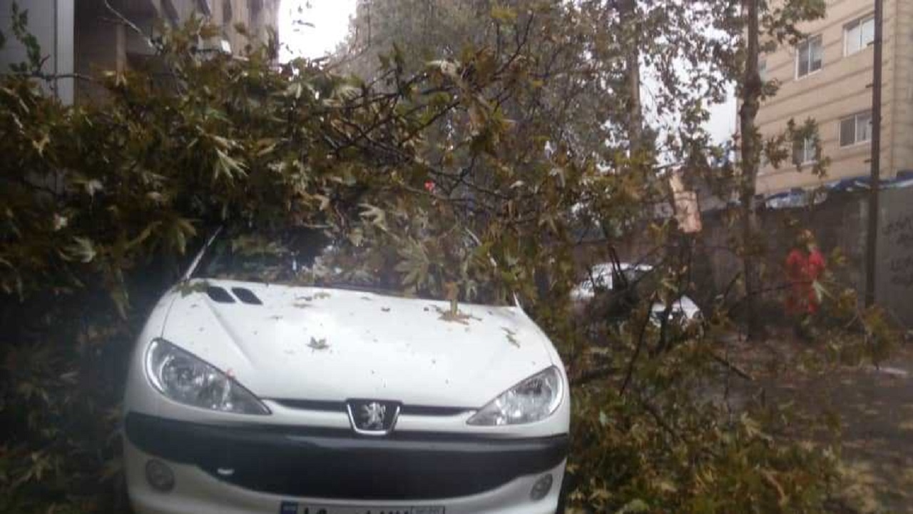 سقوط درخت بر روی ۲ خودرو در پی وزش باد شدید در رشت