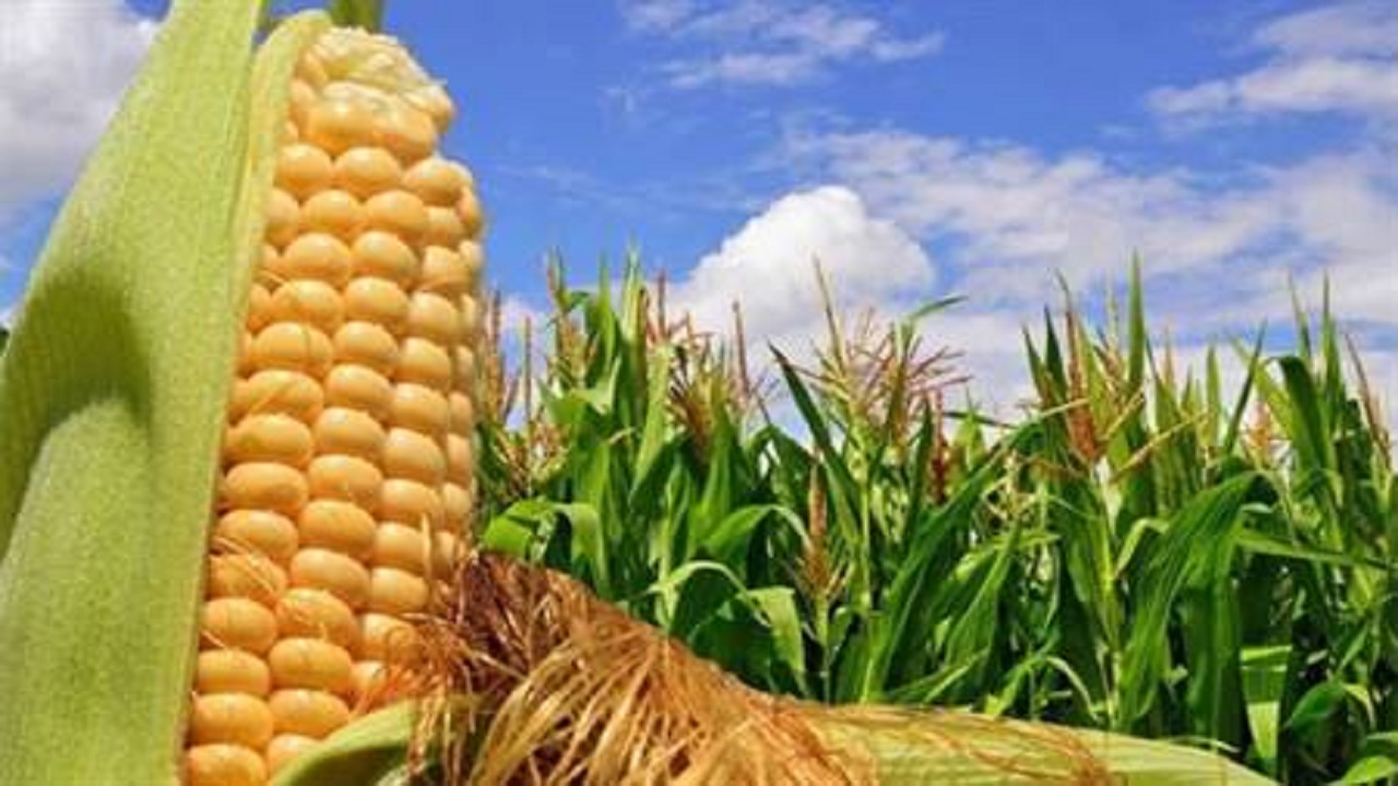 خرید ذرت با قیمت توافقی از ذرت کاران خوزستانی