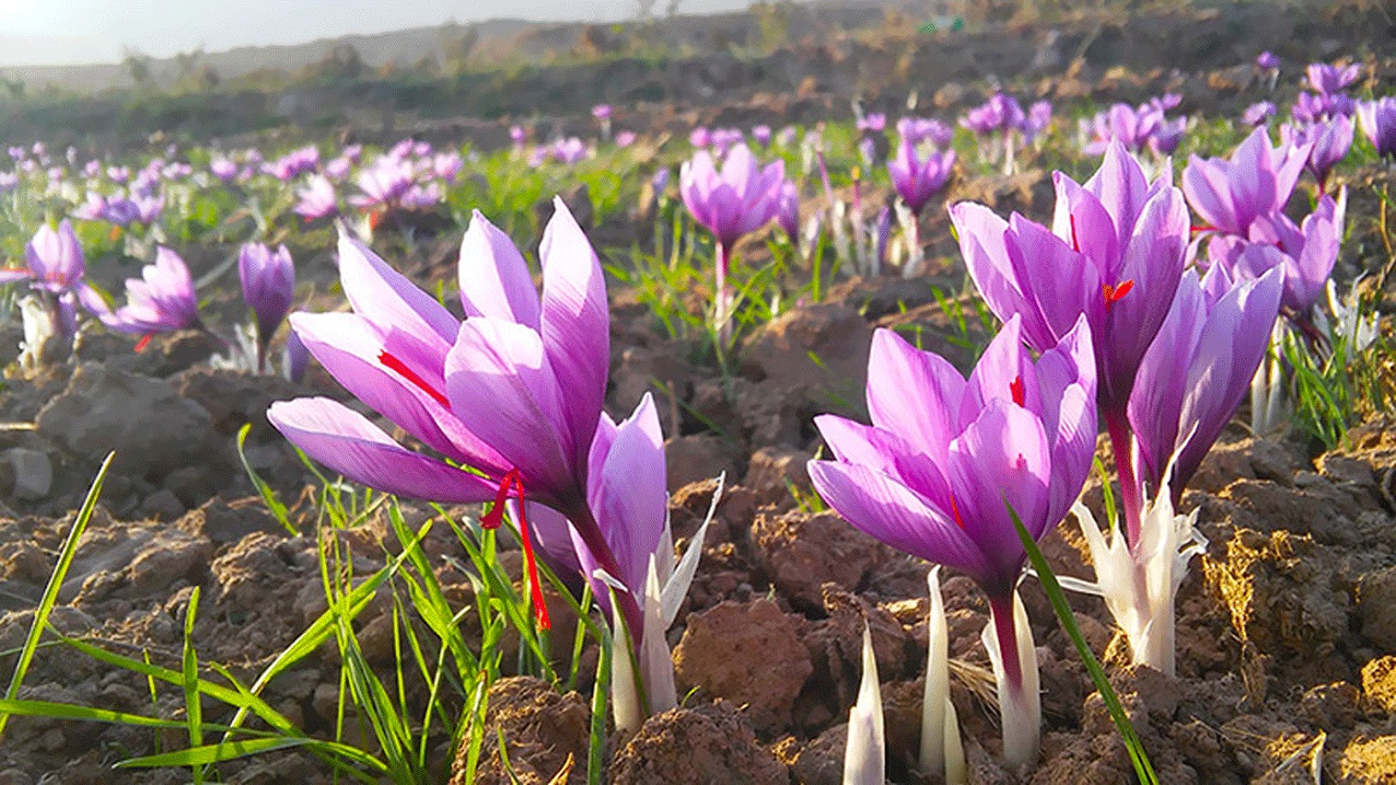 زعفران، تحفه جدید نطنز/ طلای سرخ اصفهانی‌ها نیازمند فرآوری