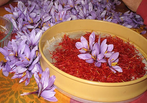 زعفران تحفه جدید نطنز/ طلای سرخ اصفهانی&zwnj;ها نیازمند فرآوری