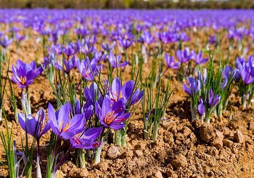 زعفران تحفه جدید نطنز/ طلای سرخ اصفهانی&zwnj;ها نیازمند فرآوری