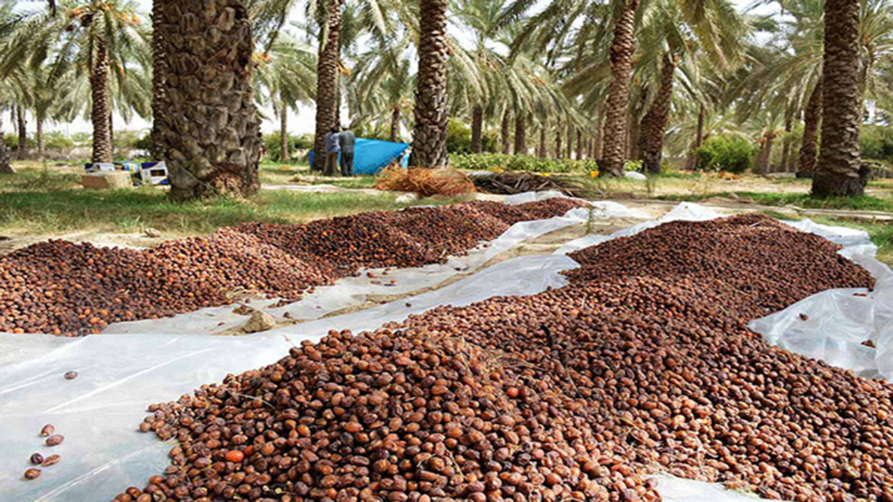 نوسانات بازار ارز کام خرماکاران قیر و کارزین را تلخ کرد؛ مشتری هست ولی جرات خرید نیست