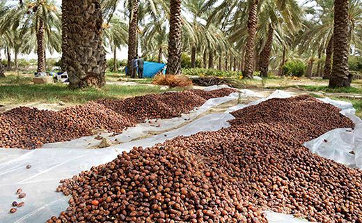 نوسانات بازار ارز کام خرماکاران قیر و کارزین را تلخ کرد